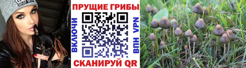 Псилоцибиновые грибы мицелий  продажа наркотиков  Джанкой 